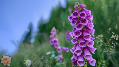 Foxglove.jpg