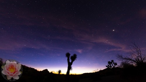 Joshua-Tree-Dusk.jpg