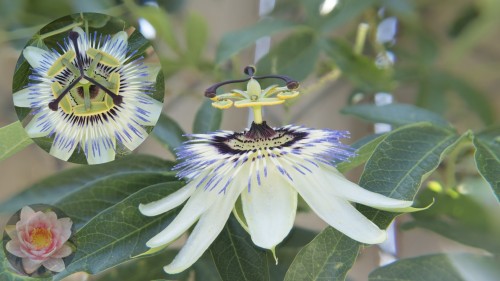 Passion-Flower.jpg