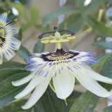 Passion-Flower