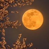 Worm-Moon-Cherry-Blossom-1